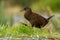 Gallirallus australis - Weka in New Zealand Southern Island