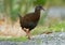 Gallirallus australis - Weka in New Zealand Southern Island. Brown and grey bird