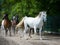 Gallop arabian horses