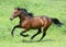 Gallop of the bay american trotter stallion in freedom