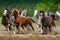 Galloping Arabian horses