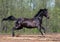 Galloping black horse