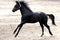 Galloping Black Stallion