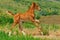 Galloping chestnut foal in summer field