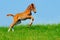 Galloping chestnut foal in summer field