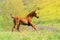 Galloping chestnut foal in summer field
