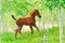 Galloping chestnut foal in summer field