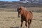 Galloping Chestnut Icelandic Horse