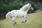 Galloping dappled pony