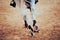 A galloping fast gray horse, stepping on the sand in the arena with shod hooves. Equestrian sports. Horse riding