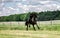 Galloping Friesian stallion