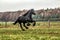 Galloping Friesian stallion