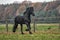 Galloping Friesian stallion