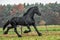 Galloping Friesian stallion