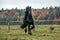 Galloping Friesian stallion