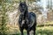 Galloping Friesian stallion