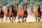 Galloping Glory: Brown Horse Herd in a Breathtaking Run.