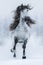 Galloping grey long-maned Spanish horse in winter.