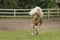 Galloping Haflinger