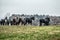 Galloping herd of friesian mares