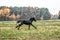 Galloping herd of friesian mares