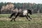 Galloping herd of friesian mares