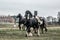 Galloping herd of friesian mares