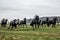 Galloping herd of friesian mares