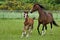 Galloping horse family