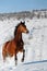 Galloping horse in snow winter