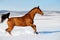 Galloping horse in snow winter