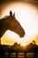 Galloping horse at sunrise in the meadow