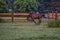 Galloping horse at sunrise in the meadow