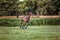 Galloping horse at sunrise in the meadow