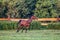 Galloping horse at sunrise in the meadow