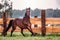 Galloping horse at sunrise in the meadow