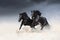 galloping horses black pictures