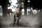 Galloping horses at pasture