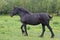 Galloping Percheron Draft Horse