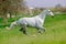 Galloping white horse in spring field