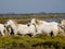 Galloping white horses in France