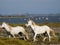 Galloping white horses in France
