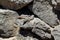 Gallotia caesaris, Small Canarian lizard basks on rocks