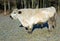 Galloway cattle