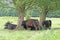 Galloway cattle