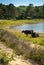 Galloway cattle at a beach