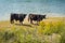 Galloway cattle at a beach