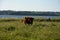 Galloway cattle in grassland in front of the Baltic Sea with blue sky