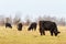 Galloway cattle grazing