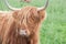 Galloway Cattle - Scottish Highland Cattle
